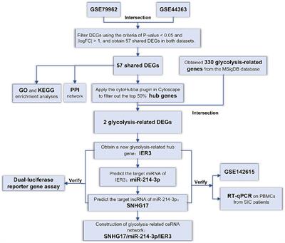 Identification and validation of a novel glycolysis-related ceRNA network for sepsis-induced cardiomyopathy